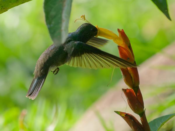 Franjeamazilia (Amazilia fimbriata)